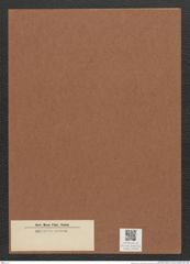 Diatomeae indet. Zeichnungen Sammlung Grunow Mappe 03348 (Herbarium_W_Grunow_drawings_Folder_03348)